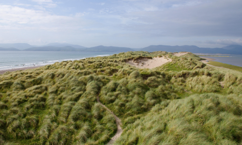 Photo of a landscape. High green grass and blue sky